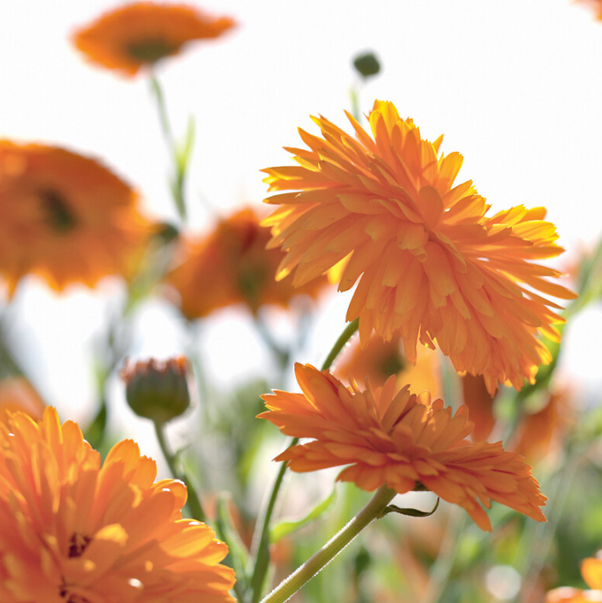 PURE CALENDULA Регенерирующий Крем - День & Ночь